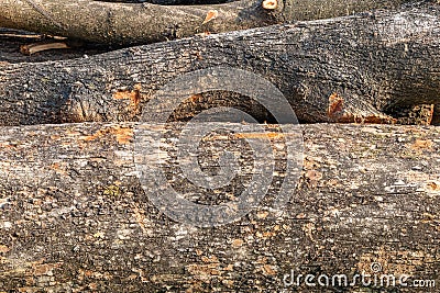 Tree trunk outer surface texture Stock Photo