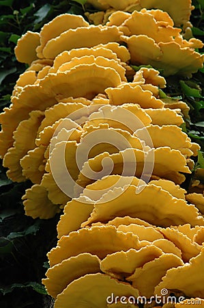 Laetiporus Sulphureus yellow tree fungus Stock Photo