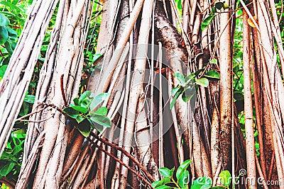 Tree trunk overgrown with lianas, natural background and texture Stock Photo
