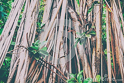 Tree trunk overgrown with lianas, natural background and texture Stock Photo