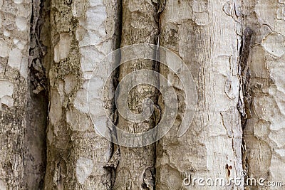 Tree trunk photo texture. Natural wood background. Pale timber with weathered bark. Faded wooden backdrop. Stock Photo