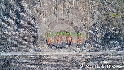 Tree trunk pile stacked up on a forest fire area after harvesting Stock Photo