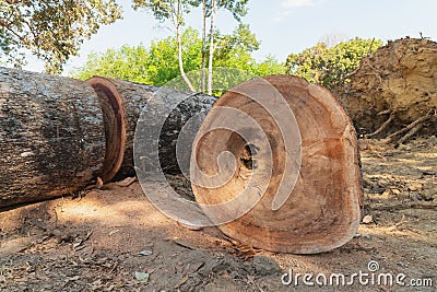 Tree trunk ready for further processing Stock Photo