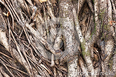 Tree trunk roots Stock Photo