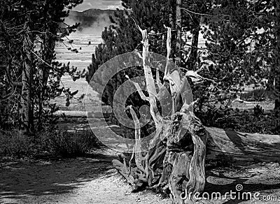 Tree Trunk Roots In Geyser Basin Yellowstone National Park Stock Photo