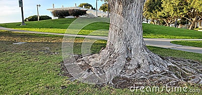 tree trunk with roots on a lawn in a park with a white arbor Stock Photo