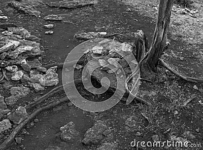 Tree trunk roots and stones in black and white Stock Photo