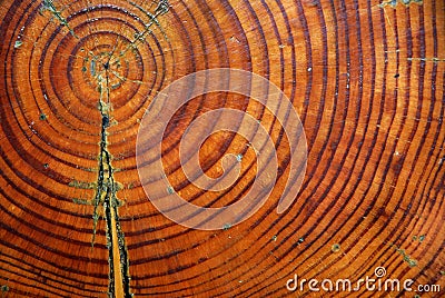 Tree trunk section closeup Stock Photo