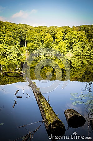 Tree trunk in a see and forrest reflection Stock Photo