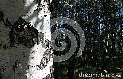 The tree trunk in the Siberian birch forest Stock Photo