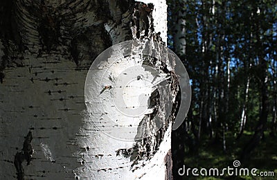 The tree trunk in the Siberian birch forest Stock Photo