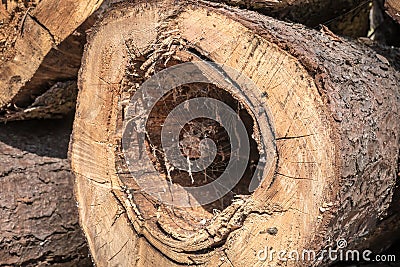 Tree trunk with sickness heartwood Stock Photo