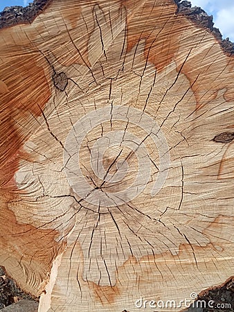 Tree trunk with traces of saw cut and cracked background Stock Photo