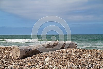 Tree trunk washed up on pebblebeach Stock Photo