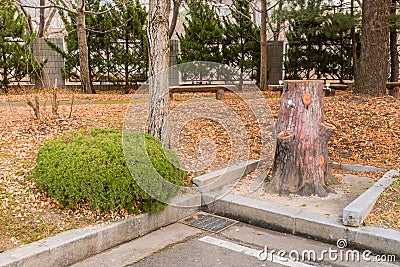 Tree trunk water faucets Stock Photo