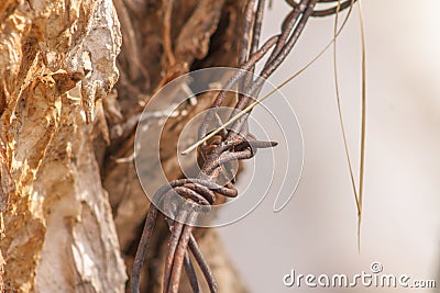 Tree trunk wrapped in barbwire Stock Photo