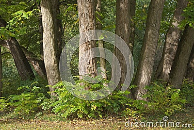 Tree Trunks Stock Photo