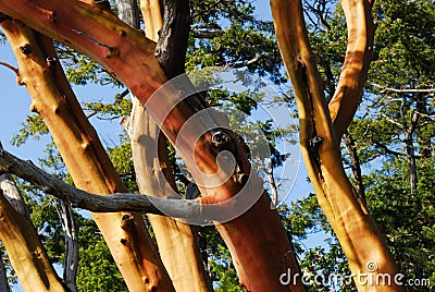 Tree trunks Stock Photo