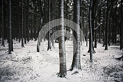 Tree trunks covered by snow. Beautiful winter weather in the deciduous forest of Europe. Freeze and cold weather. Winter season. Stock Photo