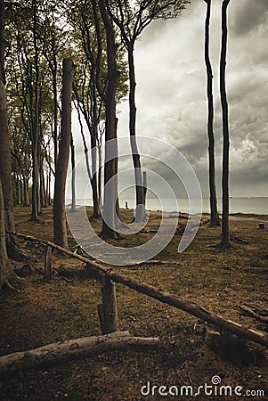 Tree trunks fallen on the grass near the beach - deforestation concept Stock Photo