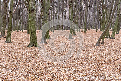 Tree trunks growing chaotically in a wild forest among fallen autumn leaves Stock Photo