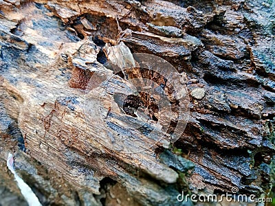 tree trunks that have begun to corrode eaten by termites Stock Photo