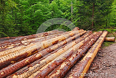 Tree trunks lie in a heap. Deforestation. Timber mining. Environmental problem Stock Photo