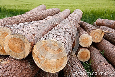 Tree trunks lying in a green field Stock Photo