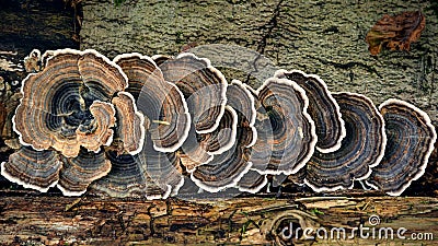 Tree Trunks with Tree Mushrooms Stock Photo