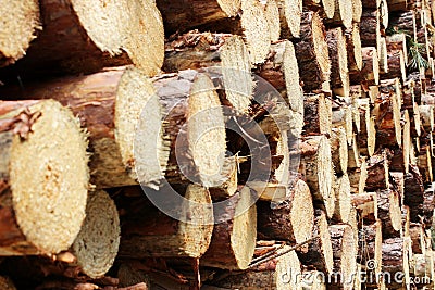 Stacked tree trunks Stock Photo