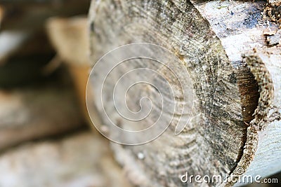 Tree trunks stacked on a road. Stock Photo