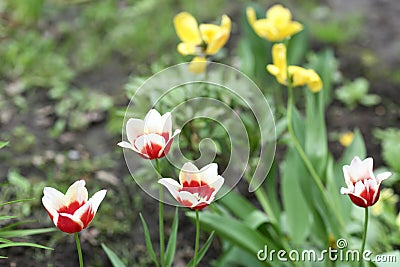 Tree tulips flower red and white close up photo on summer Stock Photo