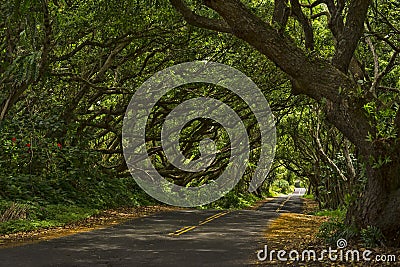 Tree tunnel Stock Photo