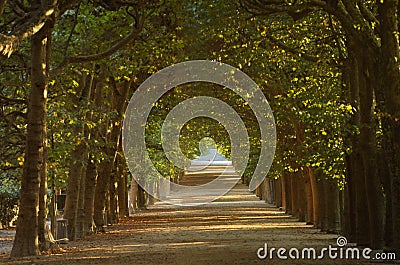 Tree Tunnel in Jardin des plantes - Paris Stock Photo