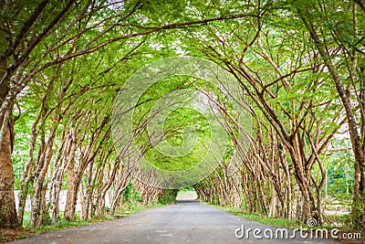 Tree tunnel road Stock Photo