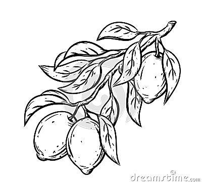 Tree twig with lemons, leaves. Ink sketch illustration. Black linear clipart of citrus fruit, lime. Botanic print, poster, element Vector Illustration