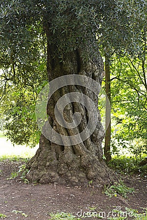 Tree with a twisted trunk Stock Photo