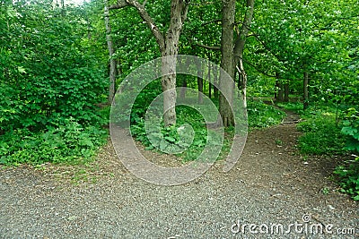A tree between two pathways in the wood. Stock Photo
