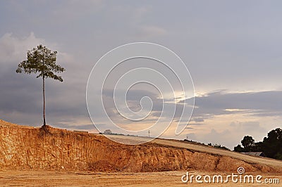 Tree Stock Photo