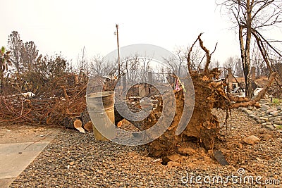 Tree uprooted, burned, house destroyed by fire tornado in Carr fire Stock Photo