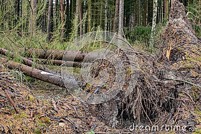 tree uprooted by storm in the forest Stock Photo