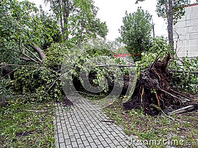 Tree uprooted during a strong wind in the city Stock Photo