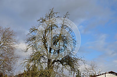 The tree is usually grafted onto dwarf rootstalk to maintain a shorter size. It is tolerant of a variety of soil types including c Stock Photo