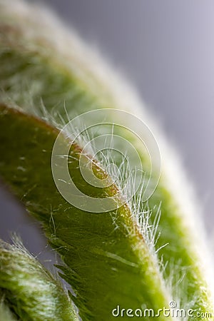 Tree vegetative bud at springtime Stock Photo