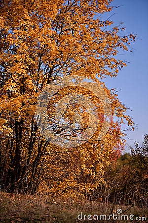 A tree with very yellow autumn leaves in a sunny day in the middle of wilderness Stock Photo