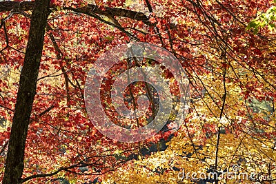 Tree With Vibrant Autmn Colors, Bright Reds and Golden Yellows Stock Photo