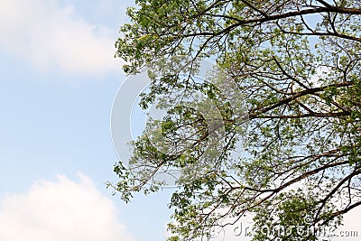 Tree view background Stock Photo