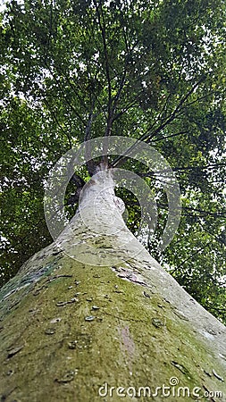 Tree view seen from below Stock Photo