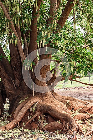 Tree with vine roots Stock Photo