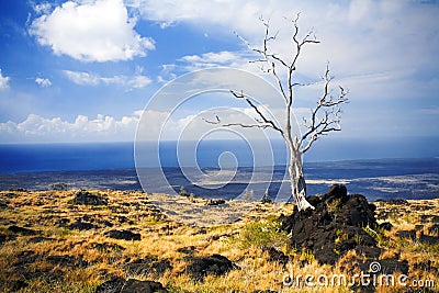 Tree, Volcanoes National Park, Big Island, Hawaii Stock Photo